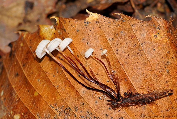 Marasmius bulliardii